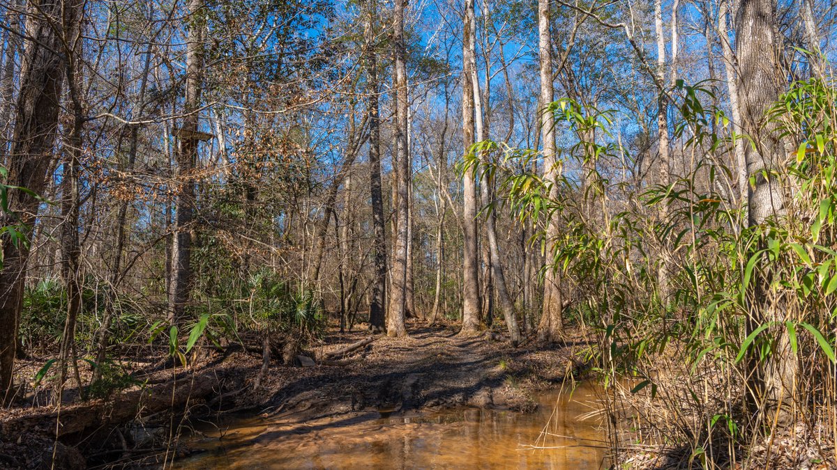 Image for 403± Total Acres - Minick Tract - Merchantable Planted Pine - Kinchafoonee Creek Frontage