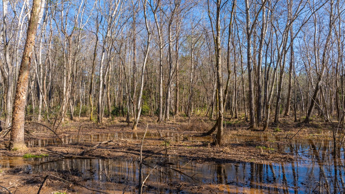 Image for 403± Total Acres - Minick Tract - Merchantable Planted Pine - Kinchafoonee Creek Frontage