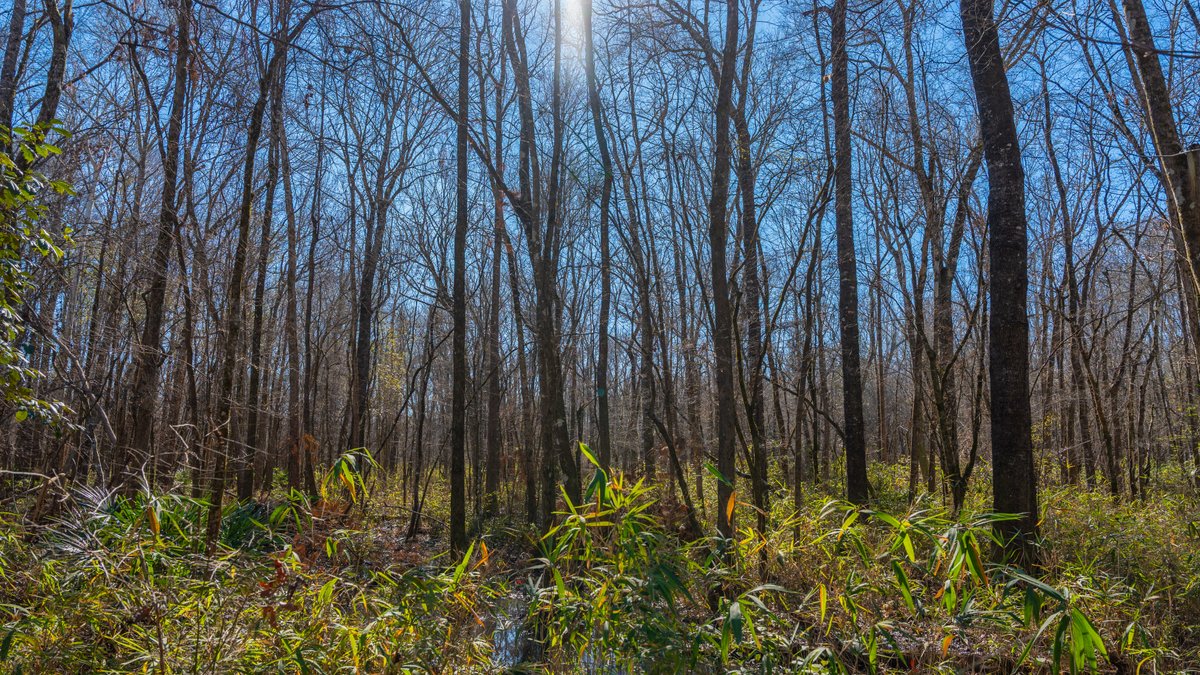 Image for 403± Total Acres - Minick Tract - Merchantable Planted Pine - Kinchafoonee Creek Frontage