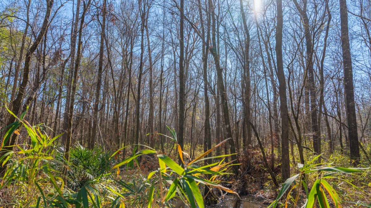 Image for 403± Total Acres - Minick Tract - Merchantable Planted Pine - Kinchafoonee Creek Frontage