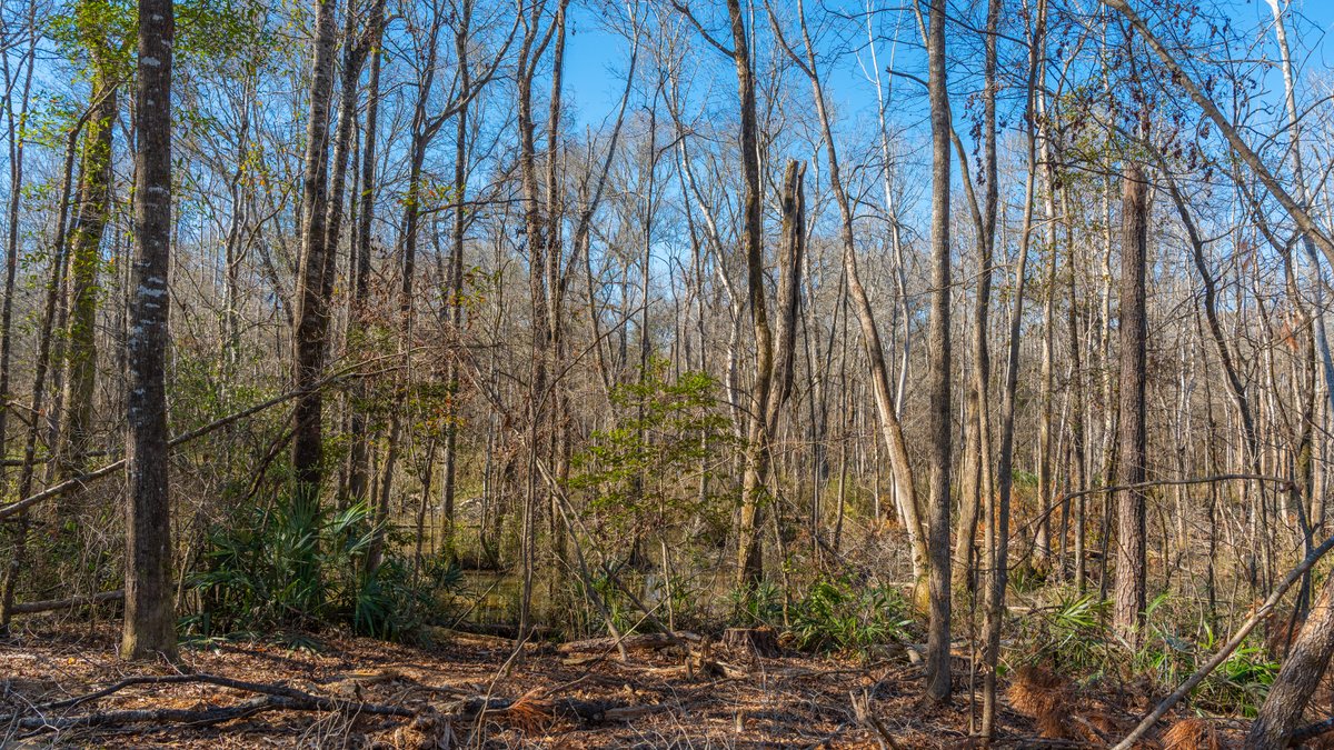 Image for 403± Total Acres - Minick Tract - Merchantable Planted Pine - Kinchafoonee Creek Frontage
