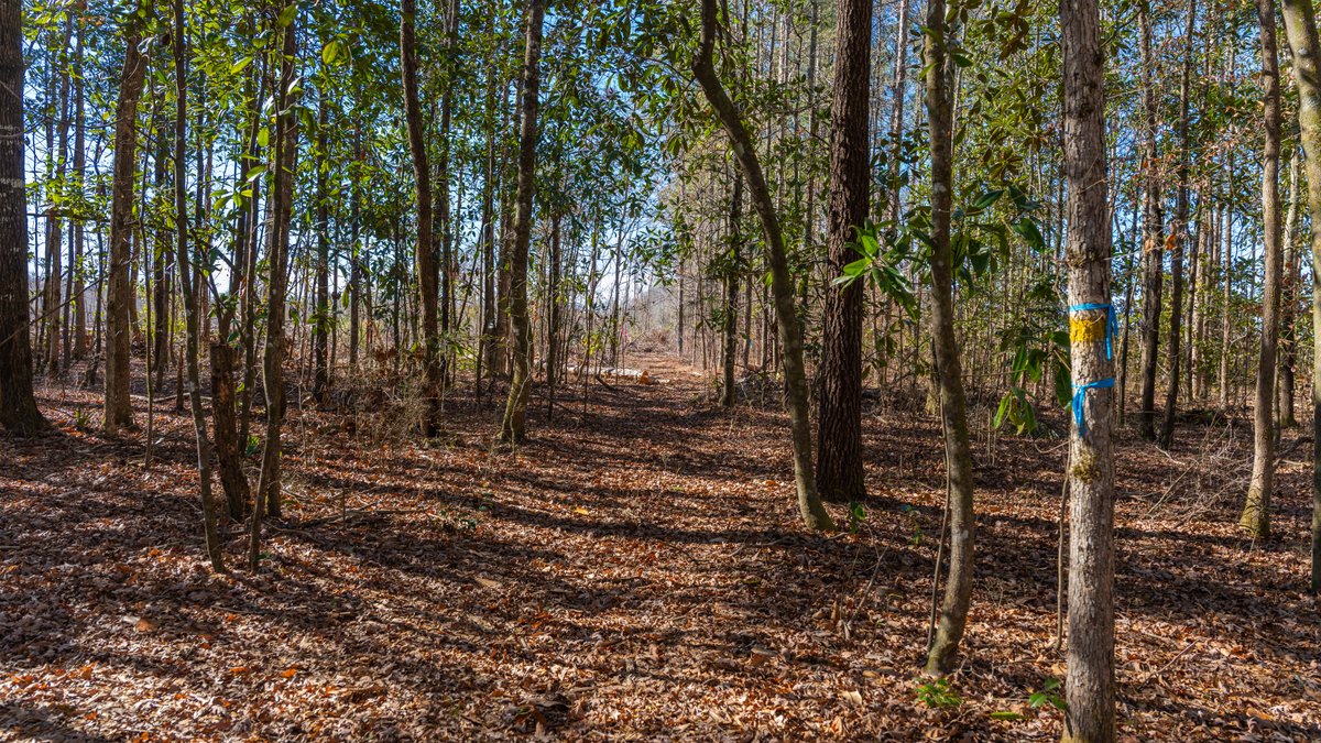 Image for 403± Total Acres - Minick Tract - Merchantable Planted Pine - Kinchafoonee Creek Frontage
