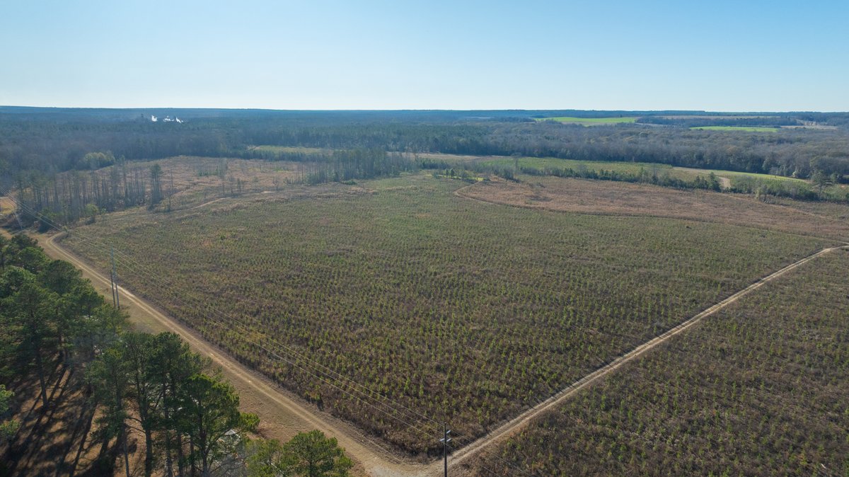 Image for 79± Total Acres - Cole Tract South - Beautiful Recreational Farm - Planted Pines & Premium Hunting - Lanahassee Creek Frontage