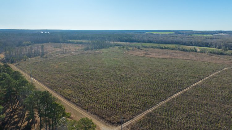 Image for 79± Total Acres - Cole Tract South - Beautiful Recreational Farm - Planted Pines & Premium Hunting - Lanahassee Creek Frontage
