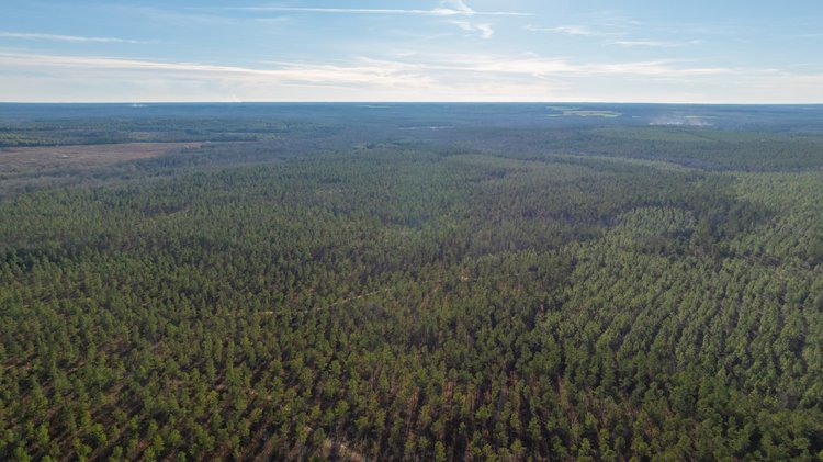 Image for 775± Total Acres - King Tract - Premium Plantation Pines - Large Timber Investment - Choctahatchee Creek Frontage