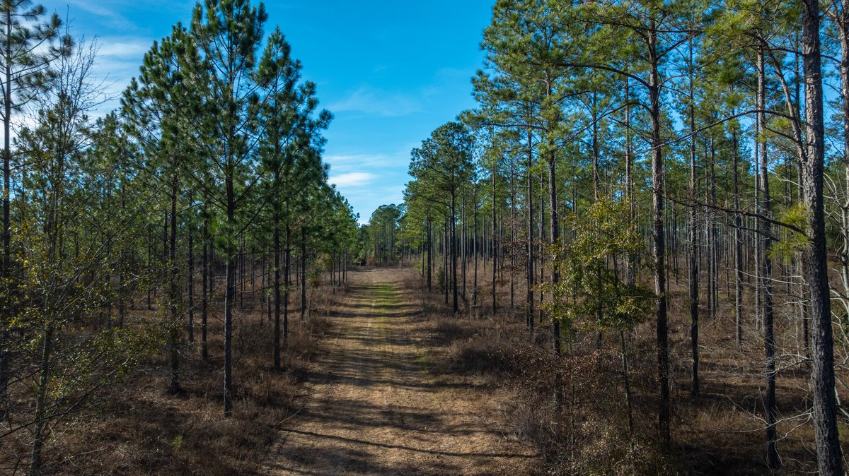Image for 775± Total Acres - King Tract - Premium Plantation Pines - Large Timber Investment - Choctahatchee Creek Frontage