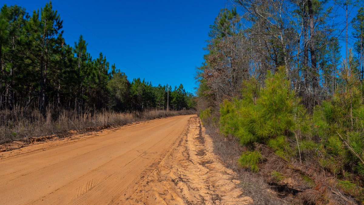 Image for 775± Total Acres - King Tract - Premium Plantation Pines - Large Timber Investment - Choctahatchee Creek Frontage