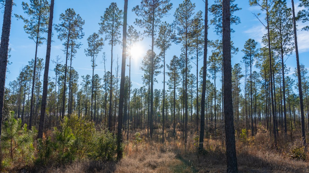 Image for 775± Total Acres - King Tract - Premium Plantation Pines - Large Timber Investment - Choctahatchee Creek Frontage