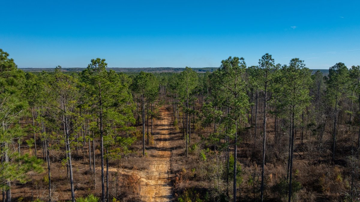 Image for 775± Total Acres - King Tract - Premium Plantation Pines - Large Timber Investment - Choctahatchee Creek Frontage