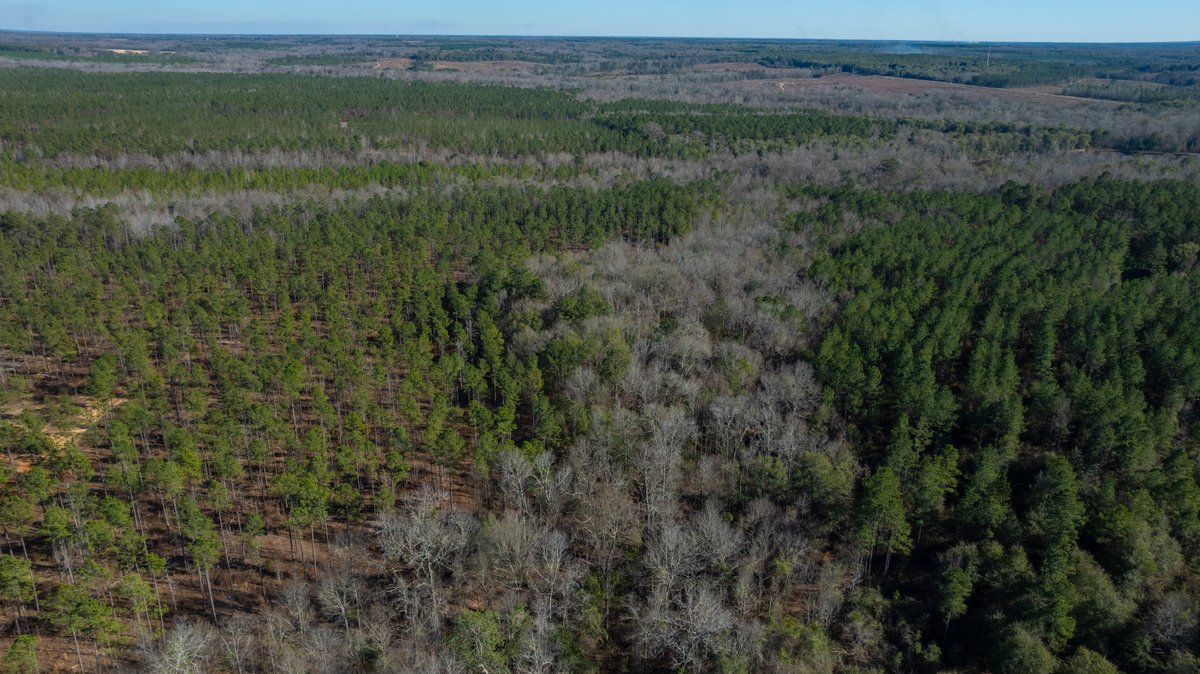 Image for 775± Total Acres - King Tract - Premium Plantation Pines - Large Timber Investment - Choctahatchee Creek Frontage