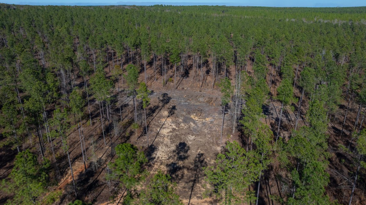 Image for 775± Total Acres - King Tract - Premium Plantation Pines - Large Timber Investment - Choctahatchee Creek Frontage
