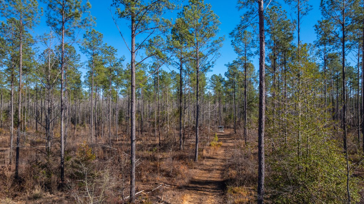 Image for 775± Total Acres - King Tract - Premium Plantation Pines - Large Timber Investment - Choctahatchee Creek Frontage