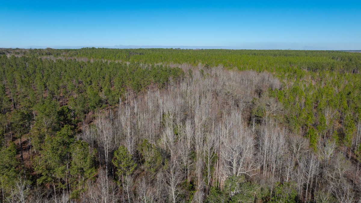 Image for 775± Total Acres - King Tract - Premium Plantation Pines - Large Timber Investment - Choctahatchee Creek Frontage
