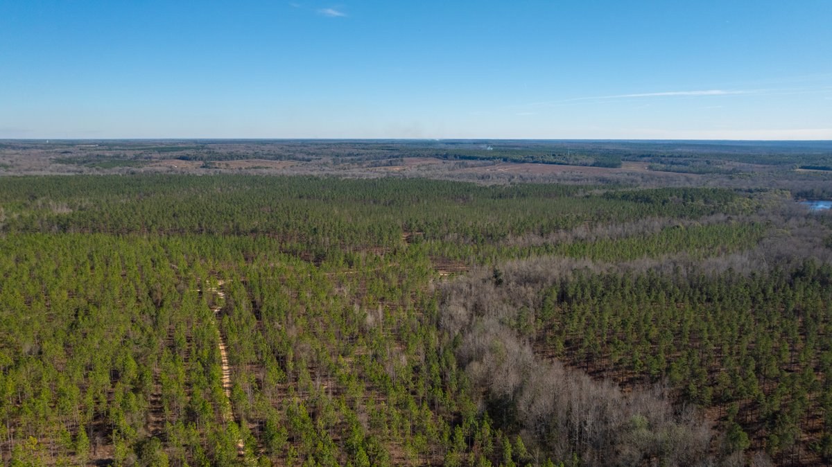 Image for 775± Total Acres - King Tract - Premium Plantation Pines - Large Timber Investment - Choctahatchee Creek Frontage