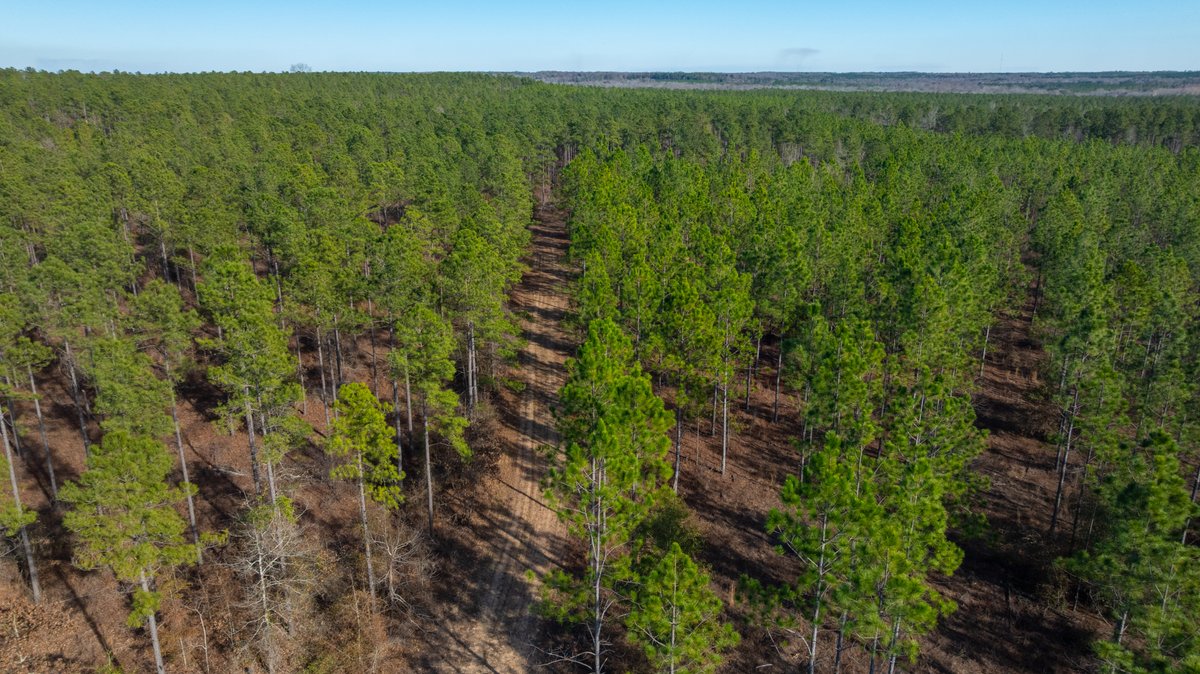 Image for 775± Total Acres - King Tract - Premium Plantation Pines - Large Timber Investment - Choctahatchee Creek Frontage