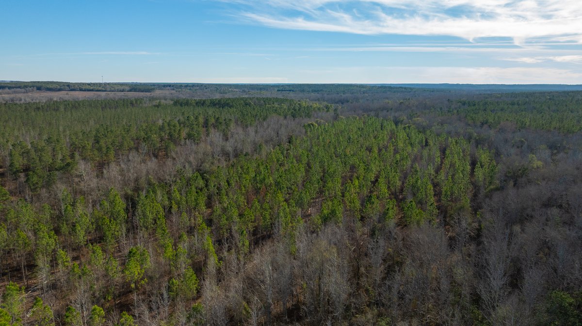 Image for 775± Total Acres - King Tract - Premium Plantation Pines - Large Timber Investment - Choctahatchee Creek Frontage