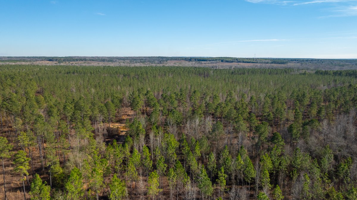 Image for 775± Total Acres - King Tract - Premium Plantation Pines - Large Timber Investment - Choctahatchee Creek Frontage