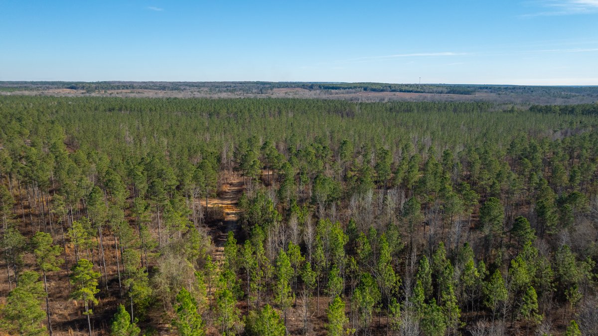 Image for 775± Total Acres - King Tract - Premium Plantation Pines - Large Timber Investment - Choctahatchee Creek Frontage