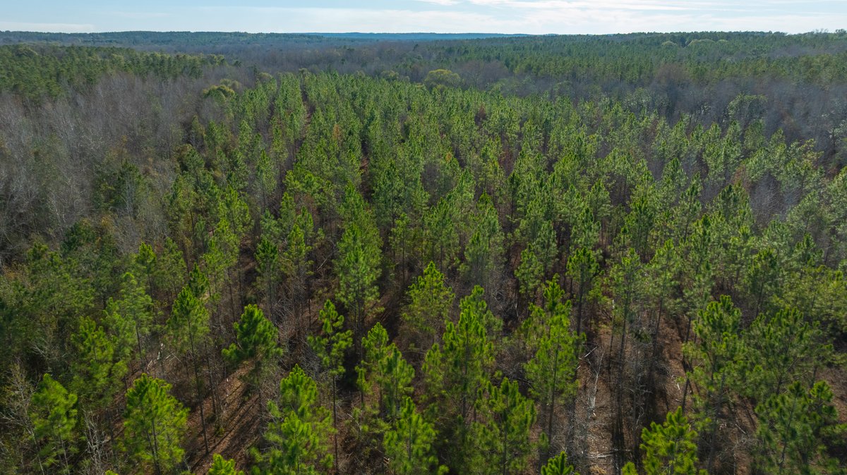 Image for 775± Total Acres - King Tract - Premium Plantation Pines - Large Timber Investment - Choctahatchee Creek Frontage