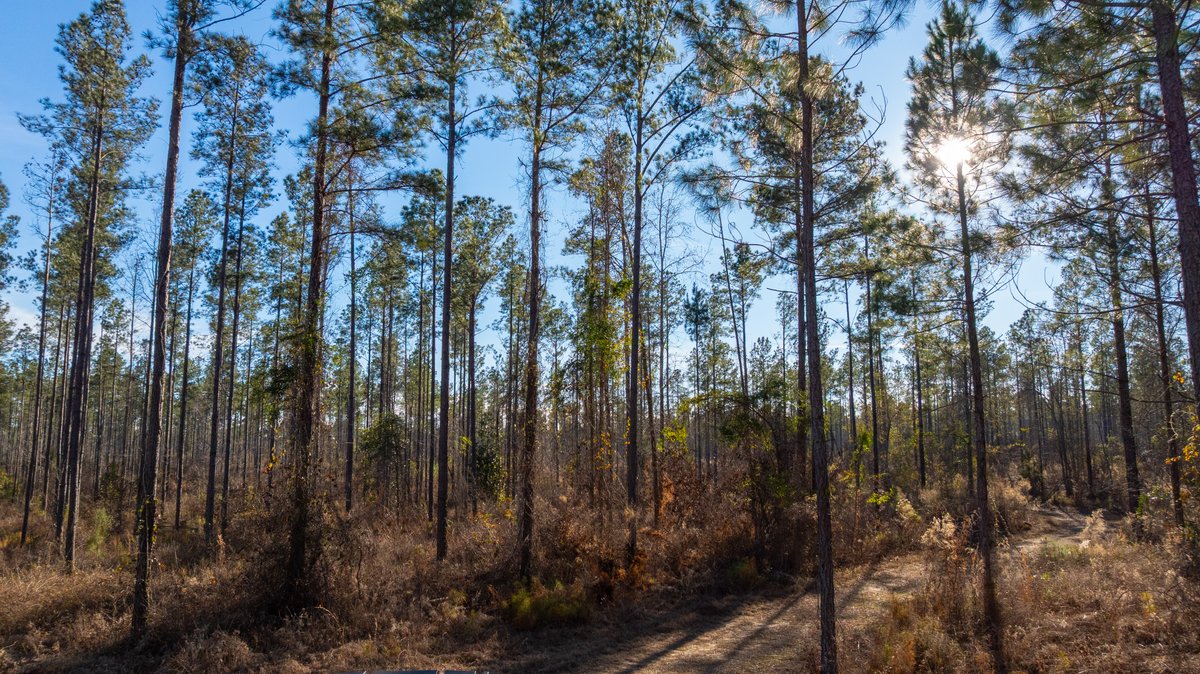Image for 775± Total Acres - King Tract - Premium Plantation Pines - Large Timber Investment - Choctahatchee Creek Frontage