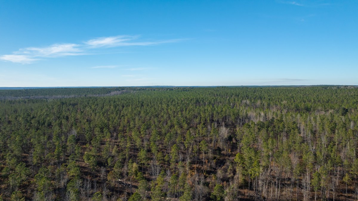 Image for 775± Total Acres - King Tract - Premium Plantation Pines - Large Timber Investment - Choctahatchee Creek Frontage
