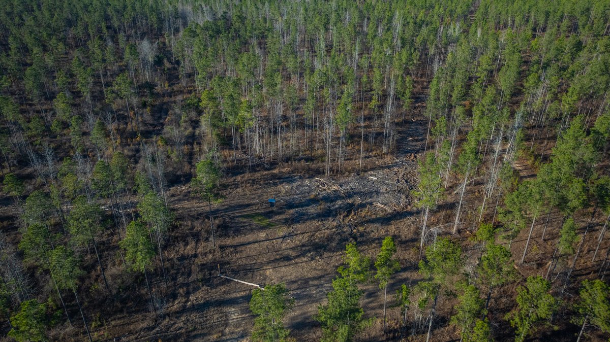 Image for 775± Total Acres - King Tract - Premium Plantation Pines - Large Timber Investment - Choctahatchee Creek Frontage