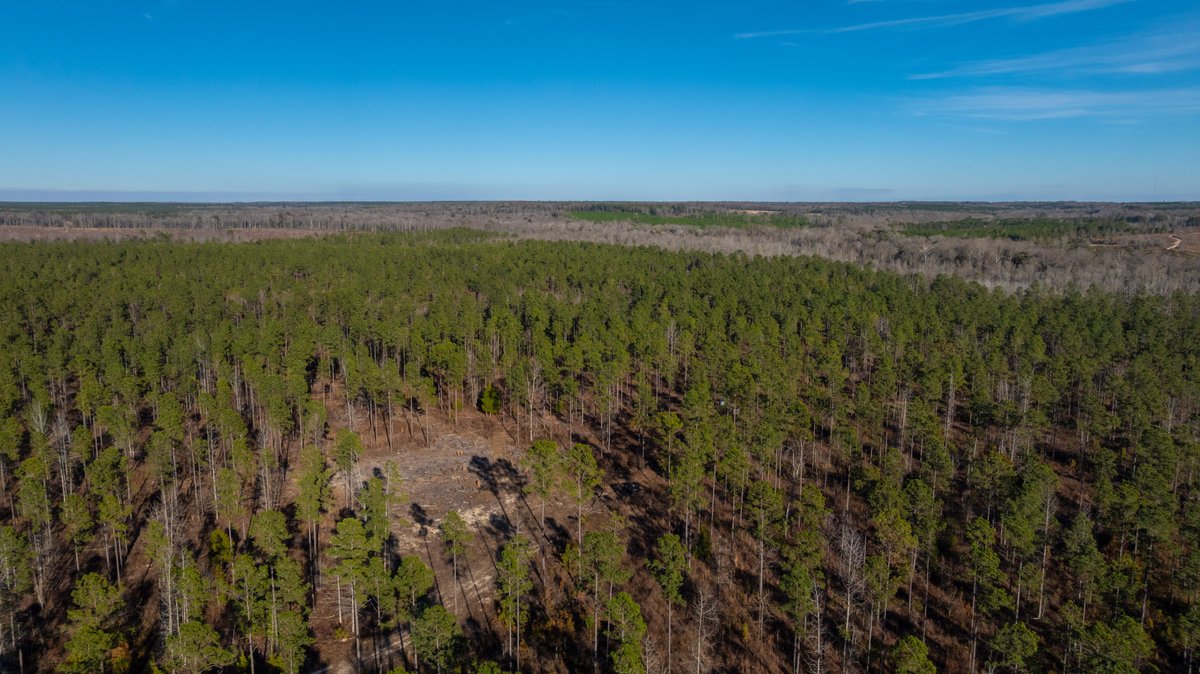 Image for 775± Total Acres - King Tract - Premium Plantation Pines - Large Timber Investment - Choctahatchee Creek Frontage