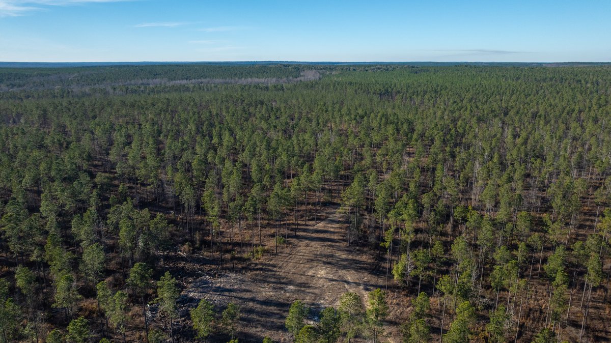 Image for 775± Total Acres - King Tract - Premium Plantation Pines - Large Timber Investment - Choctahatchee Creek Frontage