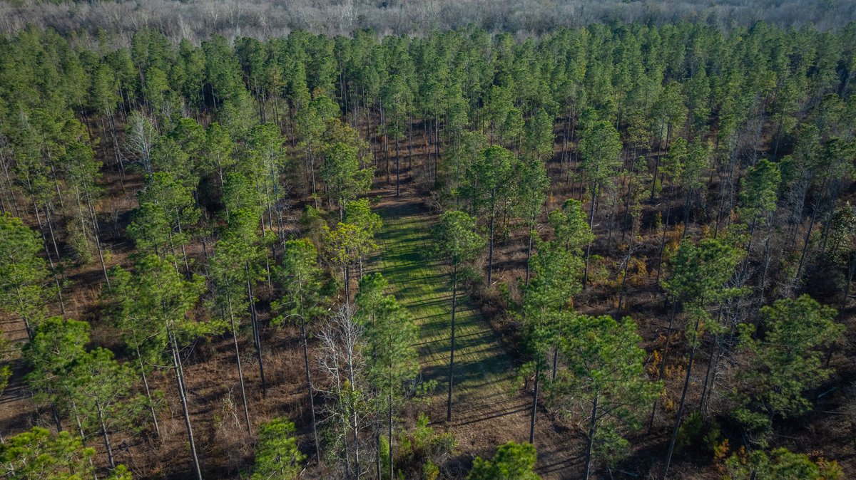 Image for 775± Total Acres - King Tract - Premium Plantation Pines - Large Timber Investment - Choctahatchee Creek Frontage