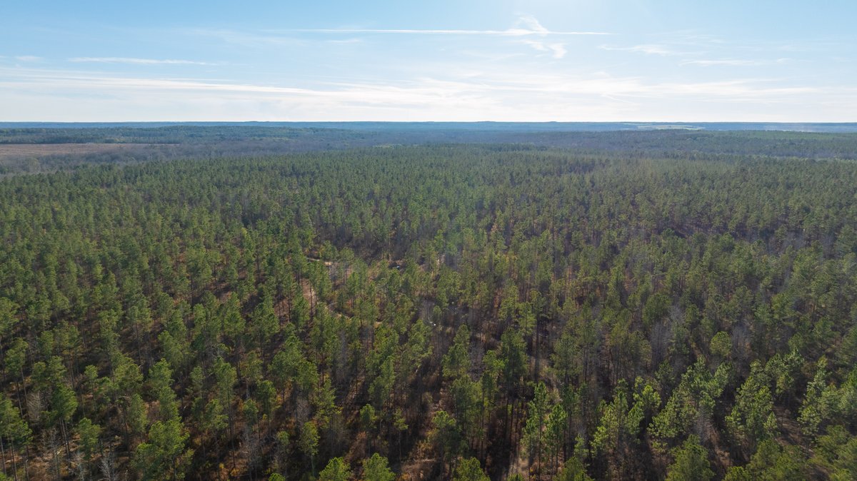 Image for 775± Total Acres - King Tract - Premium Plantation Pines - Large Timber Investment - Choctahatchee Creek Frontage