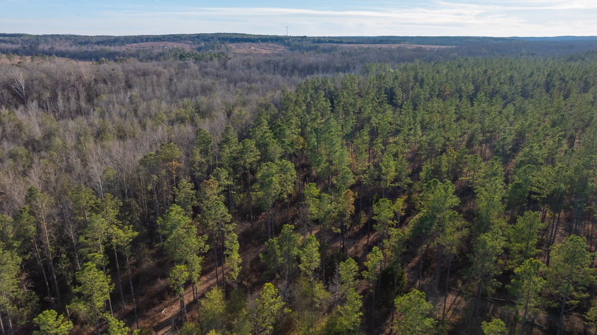 Image for 775± Total Acres - King Tract - Premium Plantation Pines - Large Timber Investment - Choctahatchee Creek Frontage