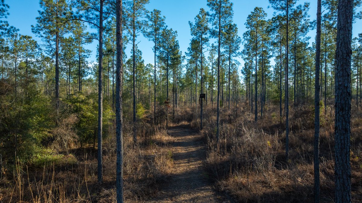 Image for 775± Total Acres - King Tract - Premium Plantation Pines - Large Timber Investment - Choctahatchee Creek Frontage