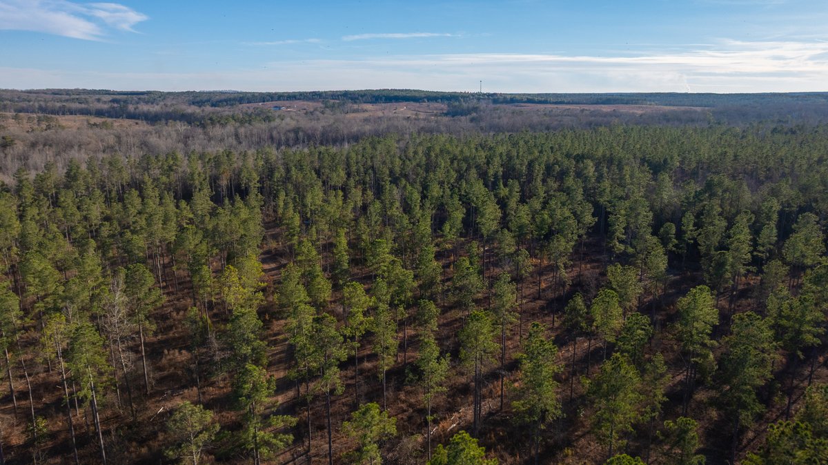 Image for 775± Total Acres - King Tract - Premium Plantation Pines - Large Timber Investment - Choctahatchee Creek Frontage