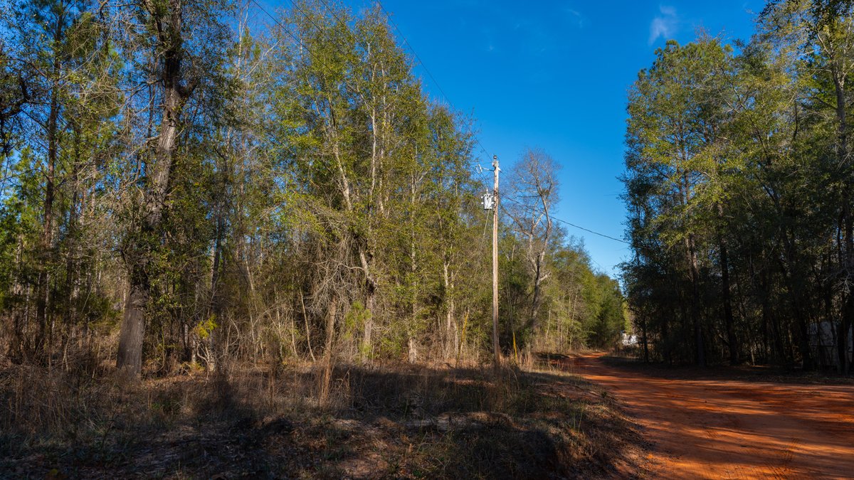 Image for 775± Total Acres - King Tract - Premium Plantation Pines - Large Timber Investment - Choctahatchee Creek Frontage