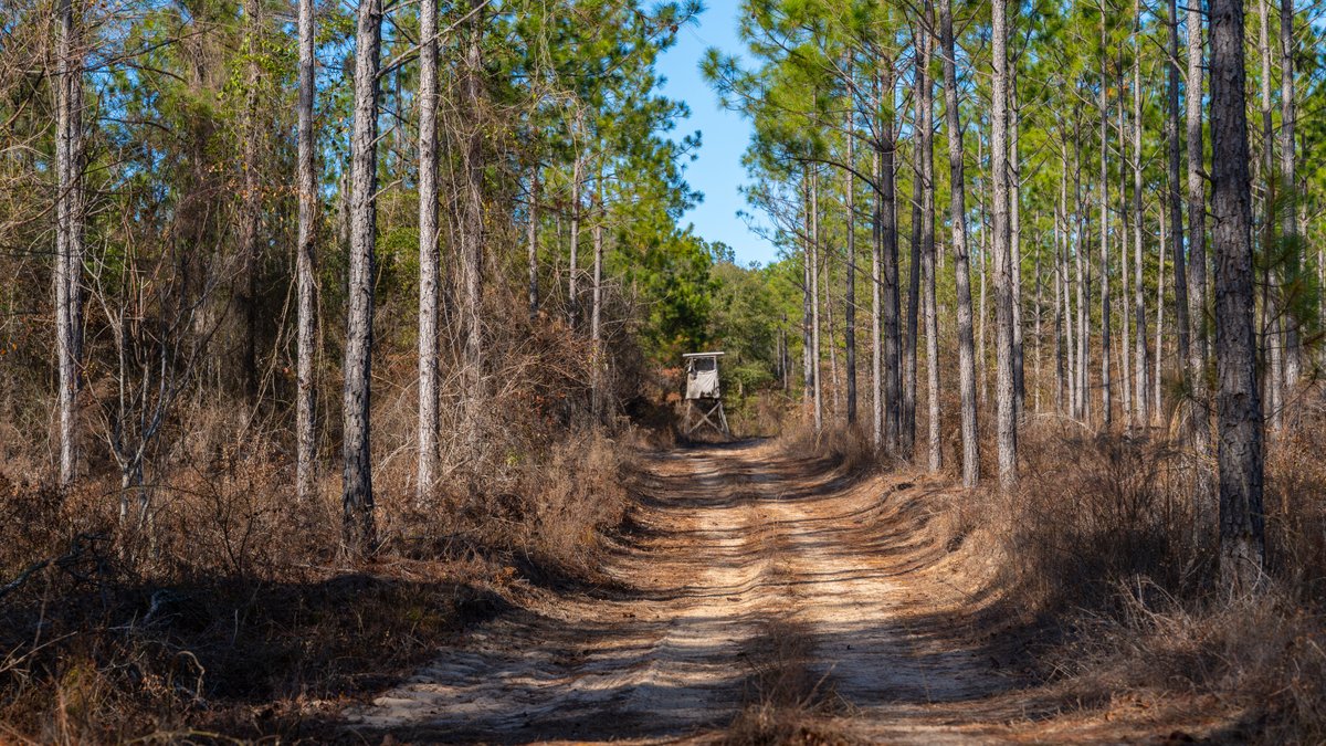 Image for 775± Total Acres - King Tract - Premium Plantation Pines - Large Timber Investment - Choctahatchee Creek Frontage