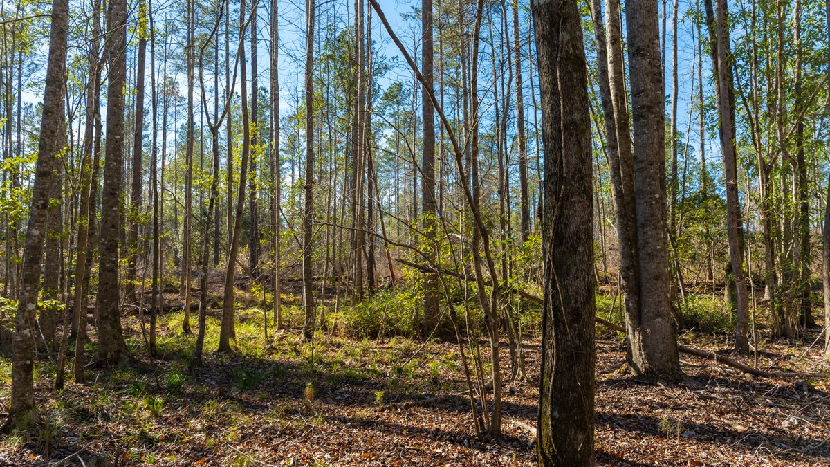 Image for 775± Total Acres - King Tract - Premium Plantation Pines - Large Timber Investment - Choctahatchee Creek Frontage