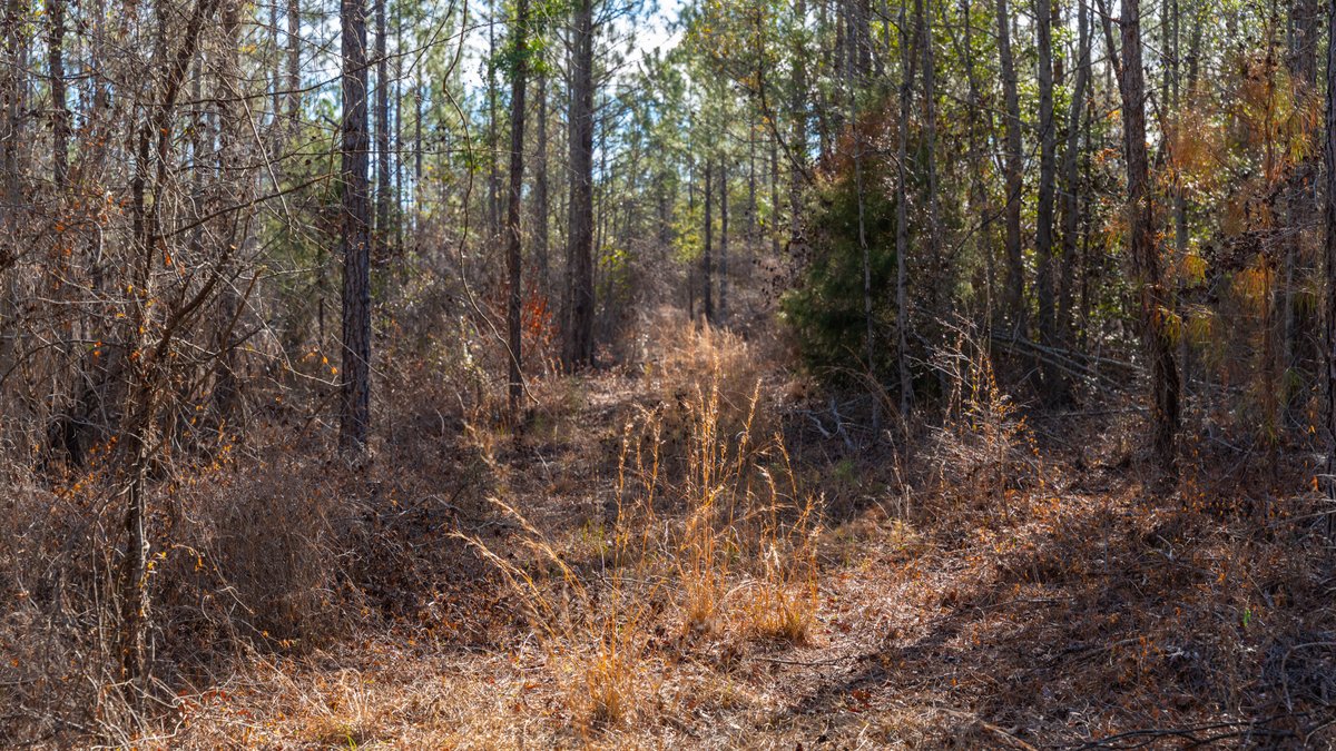 Image for 775± Total Acres - King Tract - Premium Plantation Pines - Large Timber Investment - Choctahatchee Creek Frontage