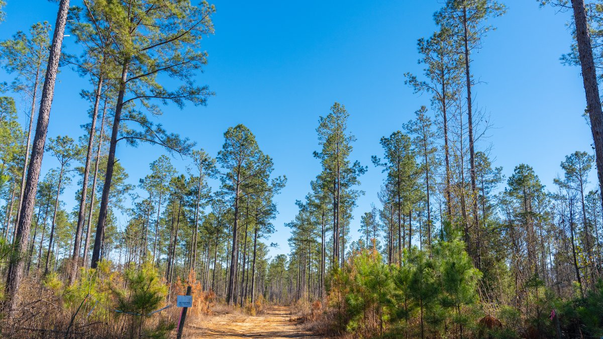 Image for 775± Total Acres - King Tract - Premium Plantation Pines - Large Timber Investment - Choctahatchee Creek Frontage