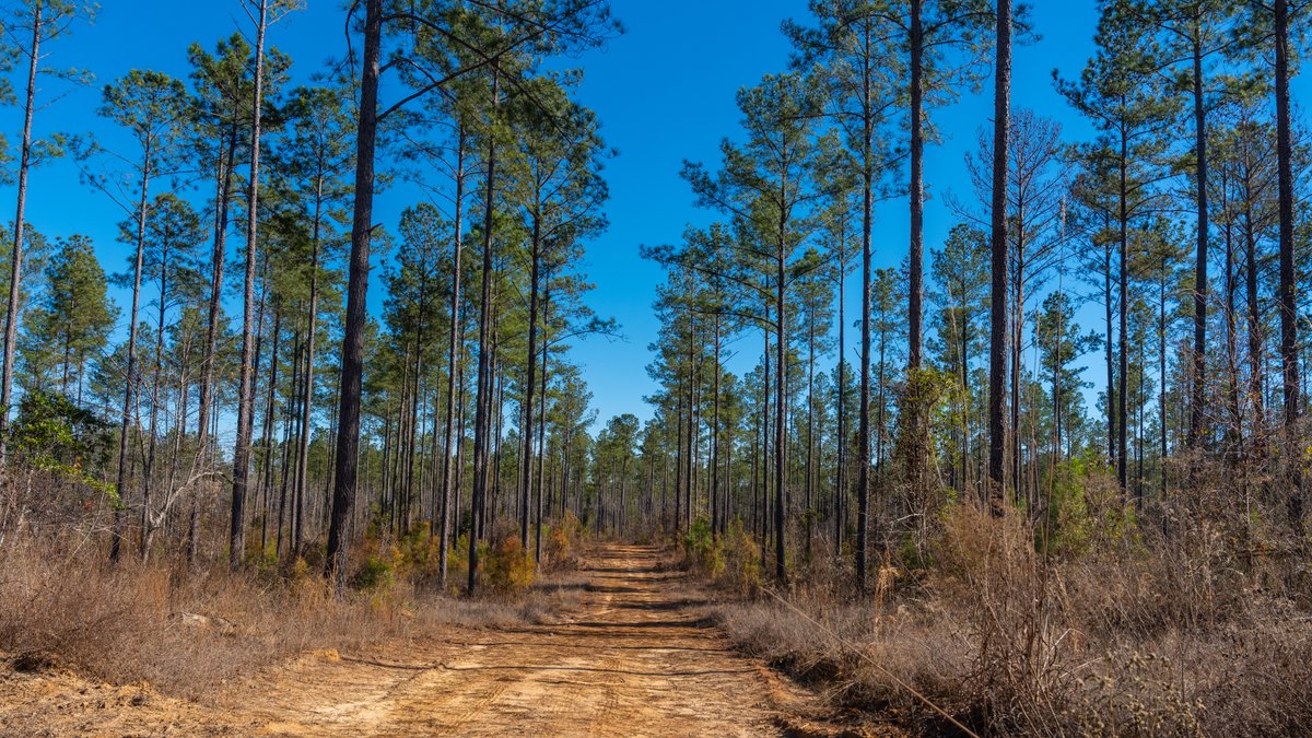 Image for 775± Total Acres - King Tract - Premium Plantation Pines - Large Timber Investment - Choctahatchee Creek Frontage