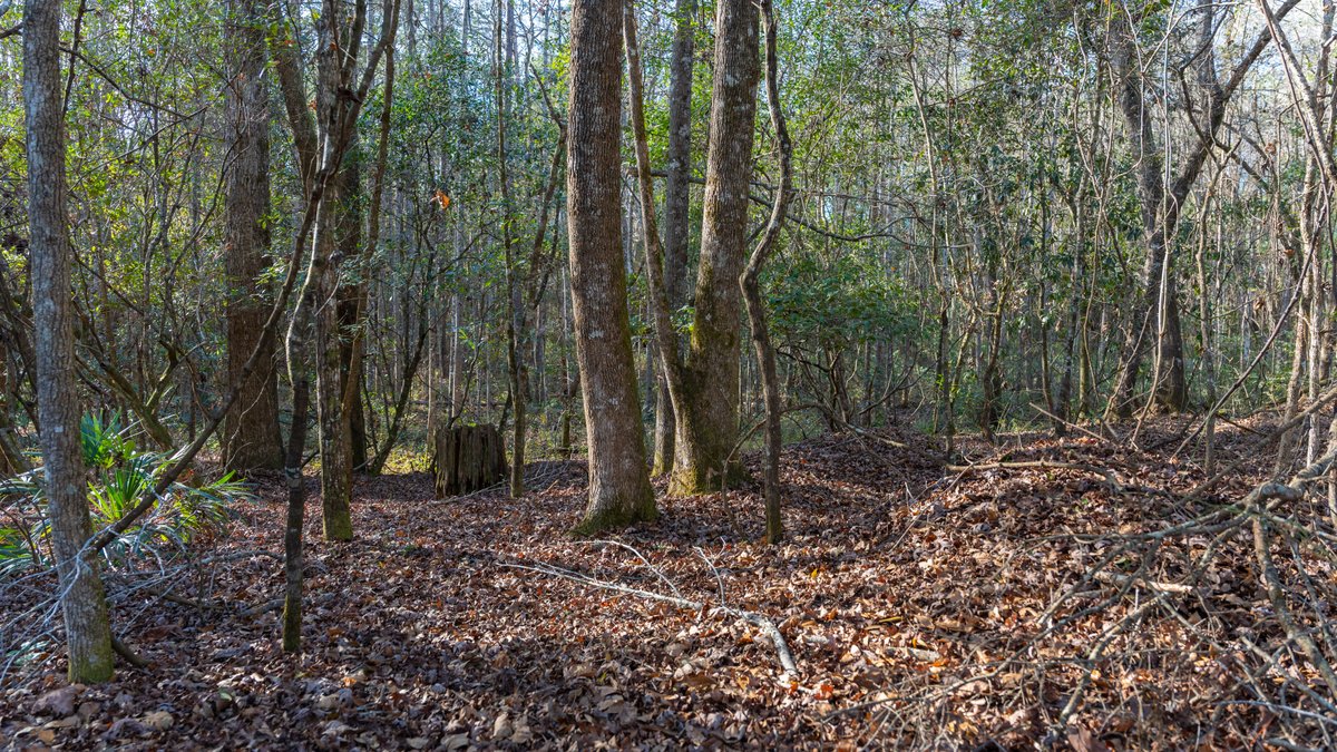 Image for 775± Total Acres - King Tract - Premium Plantation Pines - Large Timber Investment - Choctahatchee Creek Frontage