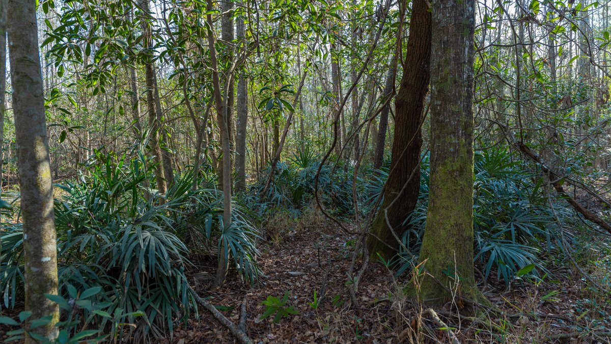 Image for 775± Total Acres - King Tract - Premium Plantation Pines - Large Timber Investment - Choctahatchee Creek Frontage