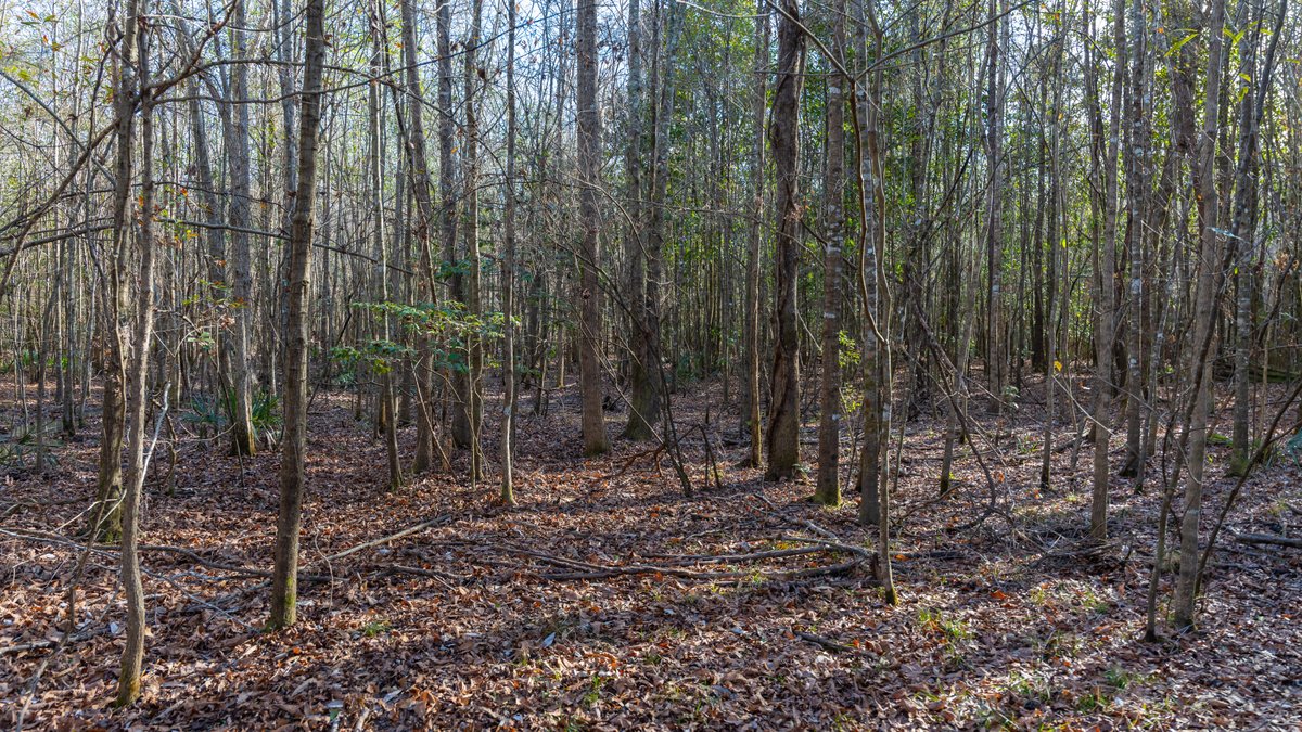 Image for 775± Total Acres - King Tract - Premium Plantation Pines - Large Timber Investment - Choctahatchee Creek Frontage