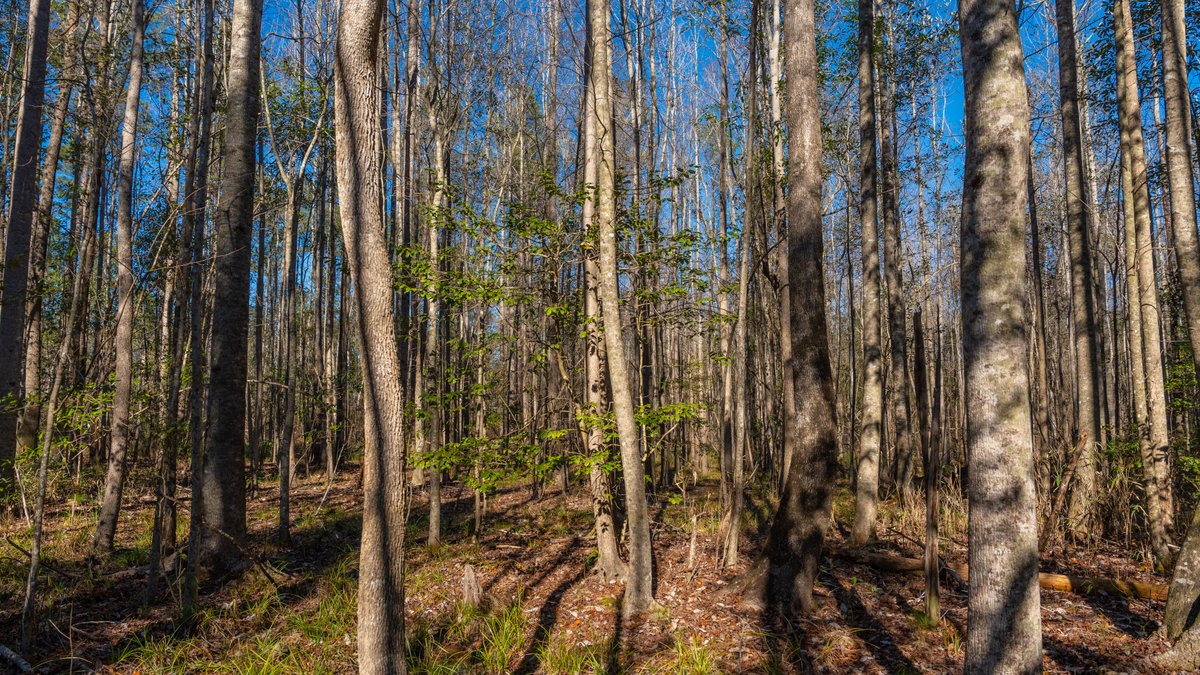 Image for 775± Total Acres - King Tract - Premium Plantation Pines - Large Timber Investment - Choctahatchee Creek Frontage