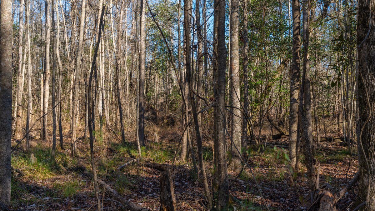 Image for 775± Total Acres - King Tract - Premium Plantation Pines - Large Timber Investment - Choctahatchee Creek Frontage