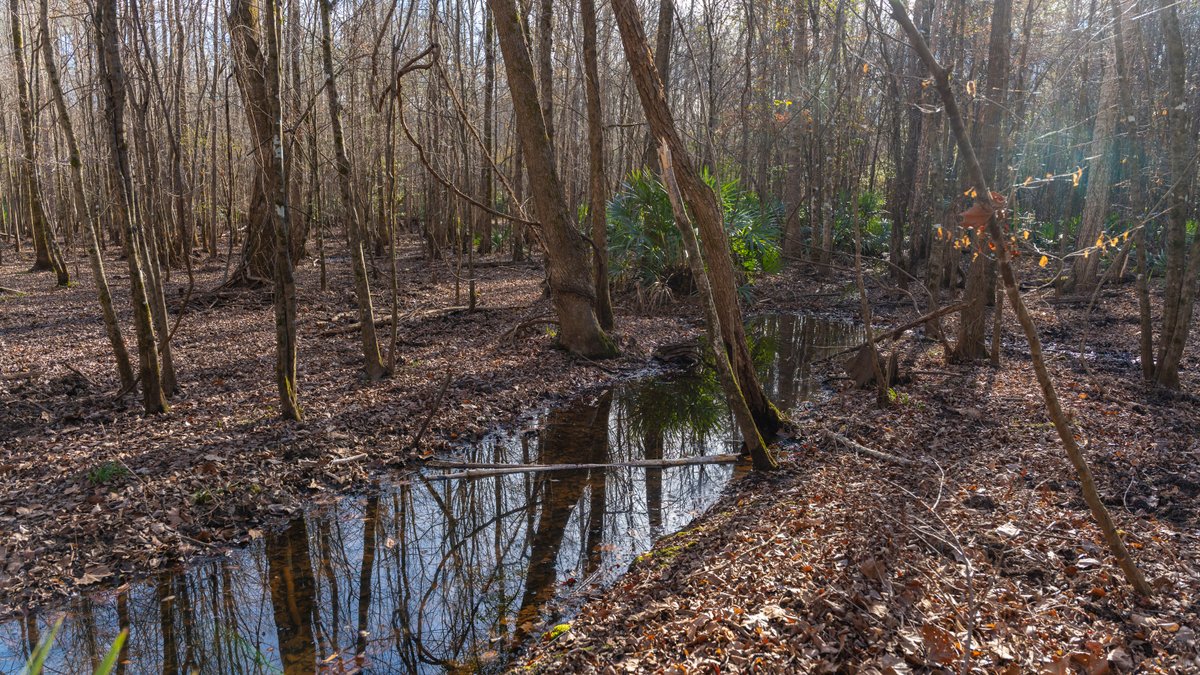 Image for 775± Total Acres - King Tract - Premium Plantation Pines - Large Timber Investment - Choctahatchee Creek Frontage