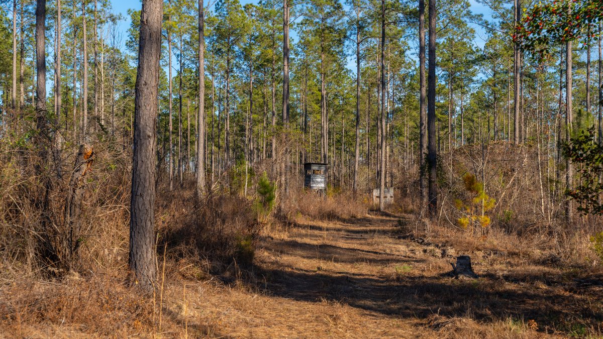 Image for 775± Total Acres - King Tract - Premium Plantation Pines - Large Timber Investment - Choctahatchee Creek Frontage