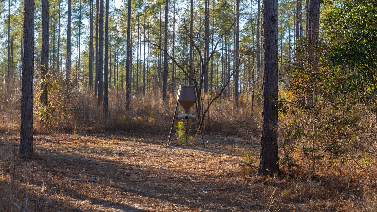 Image for 775± Total Acres - King Tract - Premium Plantation Pines - Large Timber Investment - Choctahatchee Creek Frontage