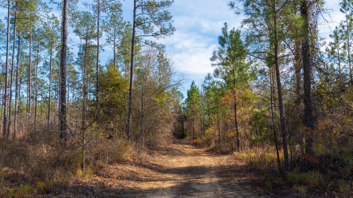 Image for 775± Total Acres - King Tract - Premium Plantation Pines - Large Timber Investment - Choctahatchee Creek Frontage