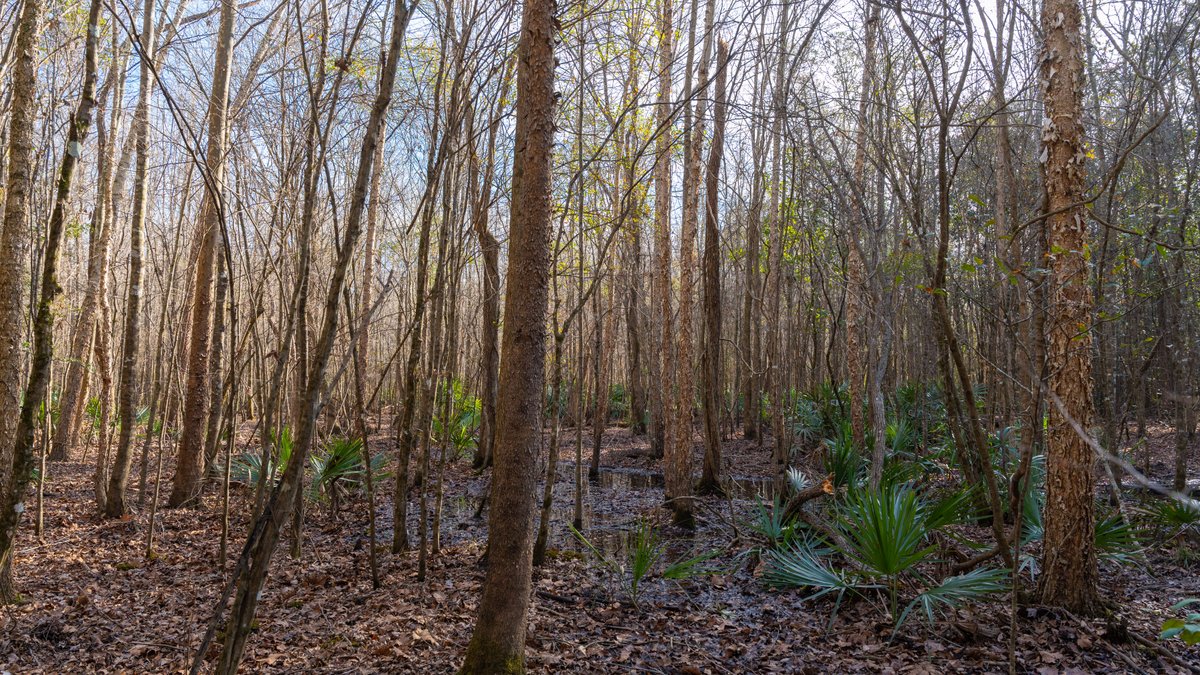 Image for 775± Total Acres - King Tract - Premium Plantation Pines - Large Timber Investment - Choctahatchee Creek Frontage