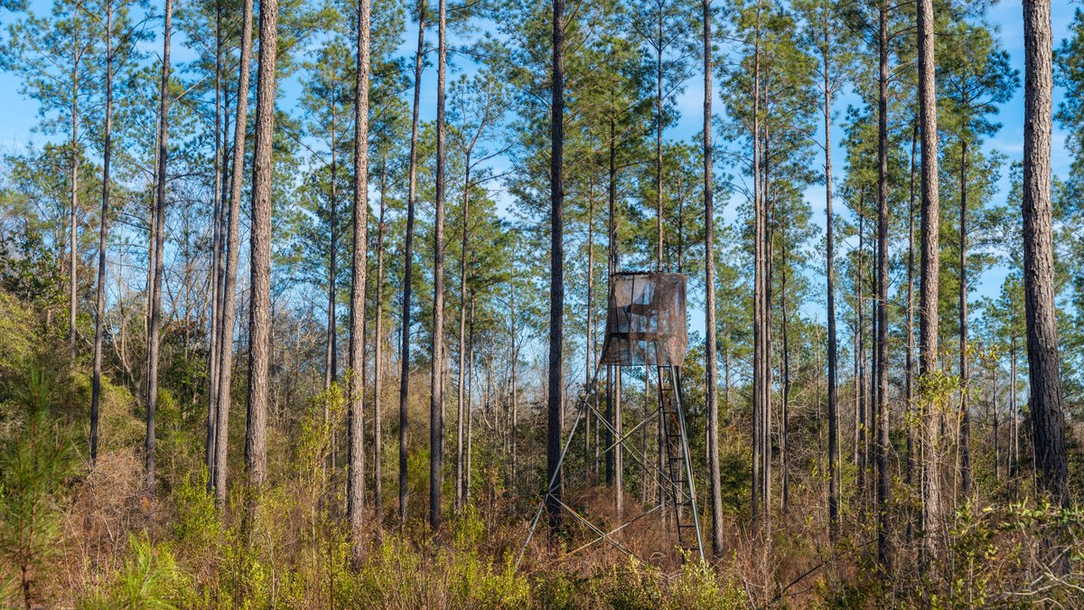 Image for 775± Total Acres - King Tract - Premium Plantation Pines - Large Timber Investment - Choctahatchee Creek Frontage